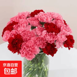 康乃馨鲜花花束家用水养云南昆明基地直发母亲节教师节妇女节礼物 康乃馨随机单色不挑色10枝