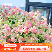 虹越 三角梅盆栽苗 绿叶樱花 170#带盆