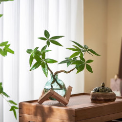 八芽 双杆发财树 轻奢小蓝瓶几何木架 含盆