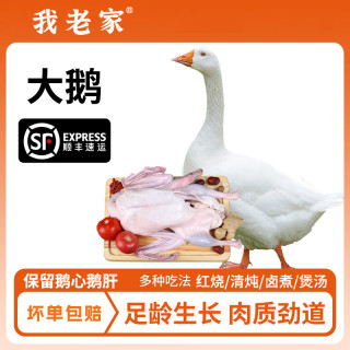 我老家 农家散养新鲜大白鹅大鹅生鲜草鹅整只杀生鹅肉包邮嫩鹅仔鹅现杀鹅