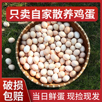 我老家 10-50枚山林散养土鸡蛋新鲜正宗农家笨鸡蛋五谷喂养谷物蛋鲜鸡蛋T