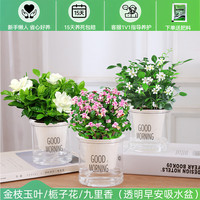 绿有意 绿植盆栽多肉花卉盆栽植物室内桌面水培绿植办公室客厅植物懒人 清新3盆】栀子花+九里香+金枝玉叶