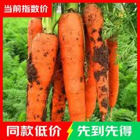 新鲜带泥胡萝卜农家水果萝卜应季早餐蔬菜红薯营养减脂食品 胡萝卜2斤带箱