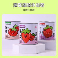 touch fish 小学生手工DIY小盆栽材料罐装易拉罐头桌面植物科学实验礼物奖品 喜上莓梢（草莓）