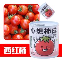 touch fish 小学生手工DIY小盆栽材料罐装易拉罐头桌面植物科学实验奖品 心想柿成（西红柿）