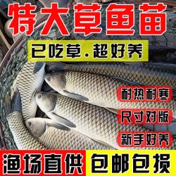 悦芝蓝 草鱼鱼苗淡水养殖食用半斤特大草鱼苗批发食蚊鱼小草鱼耐活草鱼苗