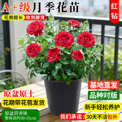 蓝桂圆 月季花苗盆栽红钻浓香花卉植物阳台庭院四季开花好养原盆源头直发
