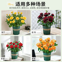蓝桂圆 月季花苗 红钻 浓香 盆栽