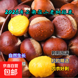 新鲜生板栗正宗云南野生板栗新鲜毛栗子油栗子粉糯香甜精品板栗 1斤 净重 中果2.6