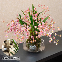 劉閣蘭花 5色可选 水培梦香兰花苗带盆发货香水文心兰奶油味室内花卉粉色文心兰 带焦绿玻璃盆