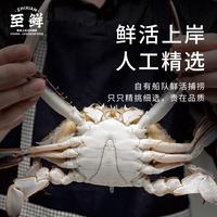至鲜 梭子蟹1300g/7-8只