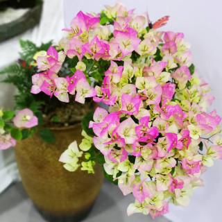 虹越 三角梅盆栽苗 绿叶樱花 170#带盆