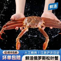 鲜活松叶蟹1.8-2斤 江浙沪包活 需拼团