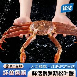 鲜活松叶蟹1.8-2斤 江浙沪包活 需拼团