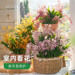 海蒂的花园 梦香文心兰 粉色 8cm盆 盆栽
