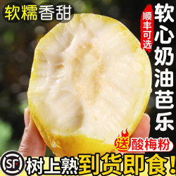 小黄鲜果 软糯奶油芭乐新鲜水果当季软心番石榴鸡屎果白心芭乐现摘整箱包邮