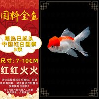 移动端：金鱼兰寿金鱼 黄金锦鲤泰狮活鱼红狮子头国狮金鱼淡水冷水鱼