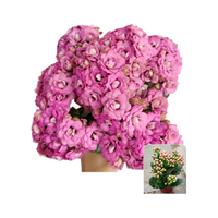 海蒂的花园 长寿花莉莉安 10cm盆 含盆 多肉植物