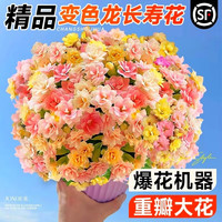 爱你一万年 长寿花盆栽 紫风铃 原土盆