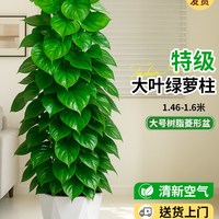 雨不停 大叶绿萝柱 大型绿植