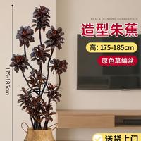 雅致 朱蕉 大型绿植盆栽