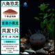 杰凌 六角恐龙观赏冷水鱼蝾螈水族宠物活体无需打氧淡水好养耐活网红鱼