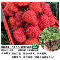 果宽 真红美玲黑珍珠草莓苗 带土盆栽