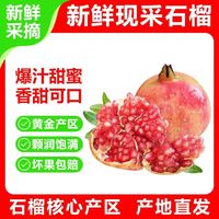 会理突尼斯软籽石榴 新鲜水果生鲜 极速达 中秋礼物 带箱5斤单果300g+