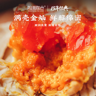 阳澄联合 鲜活大闸蟹 全母3.5-3.8两 10只装