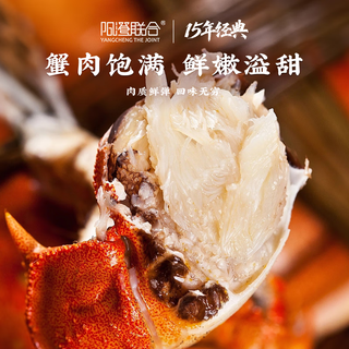 阳澄联合 鲜活大闸蟹 全母3.5-3.8两 10只装