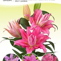虹越 百合种球 索邦 庭院地栽