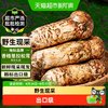 香格里拉松茸 新鲜野生菌菇