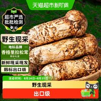 香格里拉松茸 新鲜野生菌菇