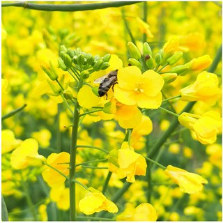 谷蜂南 油菜花蜂蜜