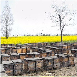 谷蜂南 油菜花蜂蜜