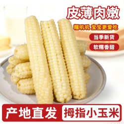 栗滋羹 云南西双版纳拇指玉米新鲜香糯儿童宝宝吃早餐手指小玉米真空速食