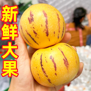 豔疅 云南人参果 黄肉熟果 大果