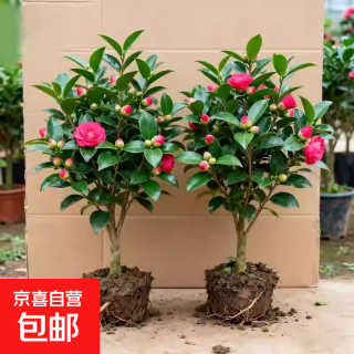 京喜 茶花树苗花期带花苞香妃花卉盆栽四季山茶花易活花苗耐寒红色茶花多分支大苗（约40-50cm高）+原土盆