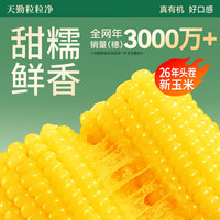 天勤粒粒净 26年新鲜糯玉米 健康早餐代餐 小黄糯220g*8条