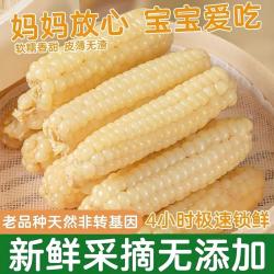 云南西双版纳拇指玉米真空即食傣家老品种手指小糯玉米宝宝辅食餐