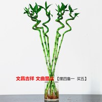 富贵竹转运竹弯竹龙竹水竹开运水养竹子带根水培植物花卉室内绿植