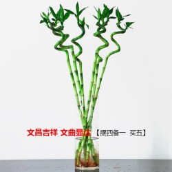 富贵竹转运竹弯竹龙竹水竹开运水养竹子带根水培植物花卉室内绿植