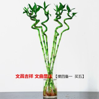 富贵竹转运竹弯竹龙竹水竹开运水养竹子带根水培植物花卉室内绿植