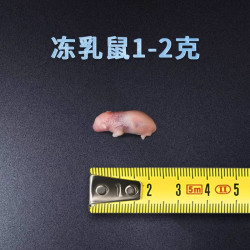 爬将军 顺丰冰冻乳鼠爬宠食物小白鼠冰冻鼠无菌红皮乳鼠喂蛇老鼠喂蛇料