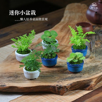 蜀山韵 苔藓微景观 迷你盆栽