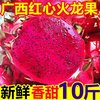 豔疅 金都一号红心火龙果 10斤