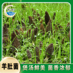 大山里干羊肚菌菌菇50g*1/袋5-7公分煲汤鲜美正宗羊肚菌