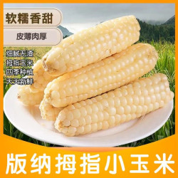 云南版纳拇指玉米香糯傣家甜黏手指玉米宝宝拇指玉米农家自种