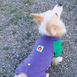 Tigerdog暖冬狗狗包肚四脚衣秋冬柯基柴犬串串小狗保暖加绒衣服