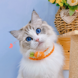 猫咪狗狗宠物项圈-胡萝卜草莓系列手工织毛线围脖